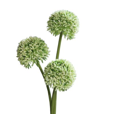Allium Bund Paradise, 3 cabezas, L46cm, blanco-verde