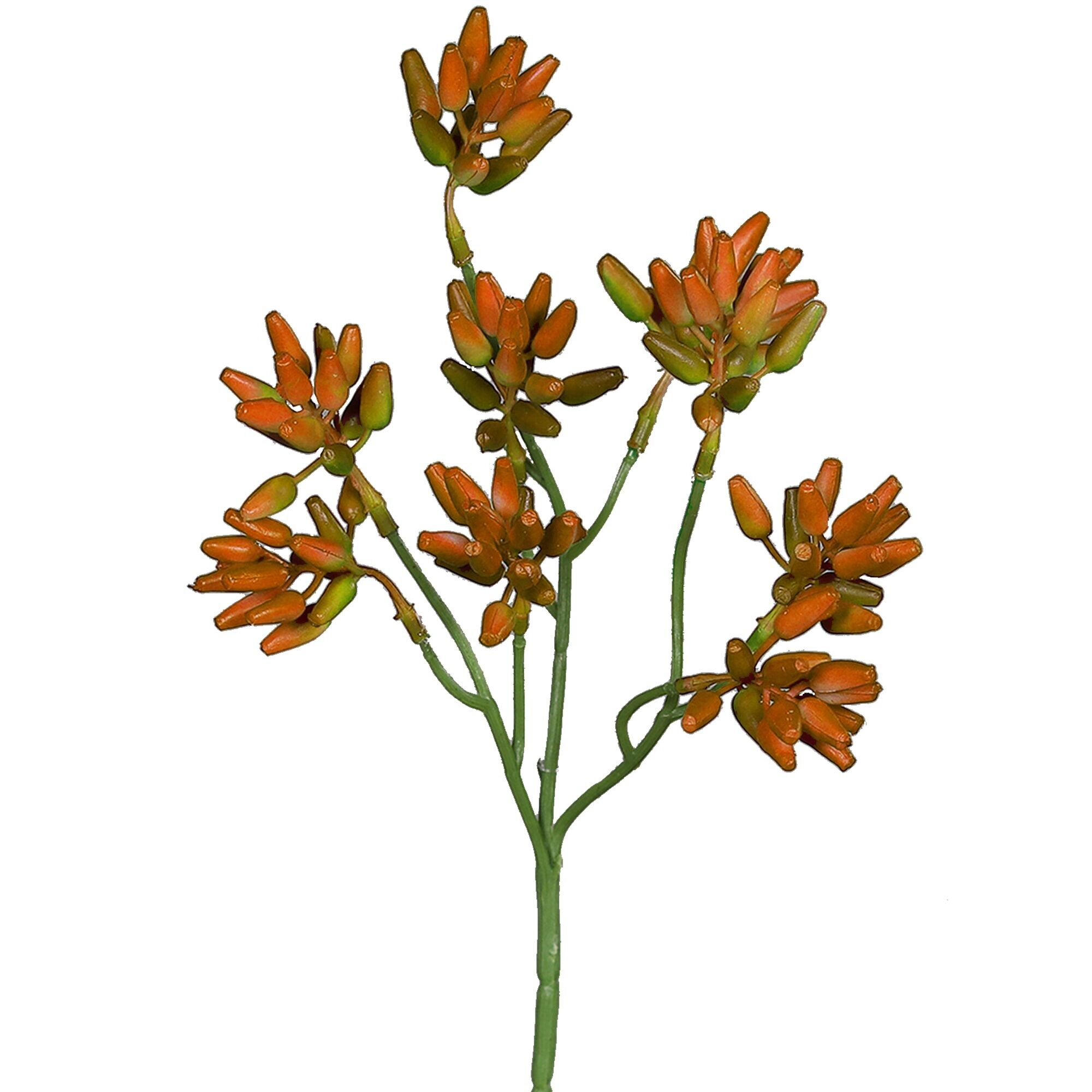 Pick succulento Lory, H25cm, arancione