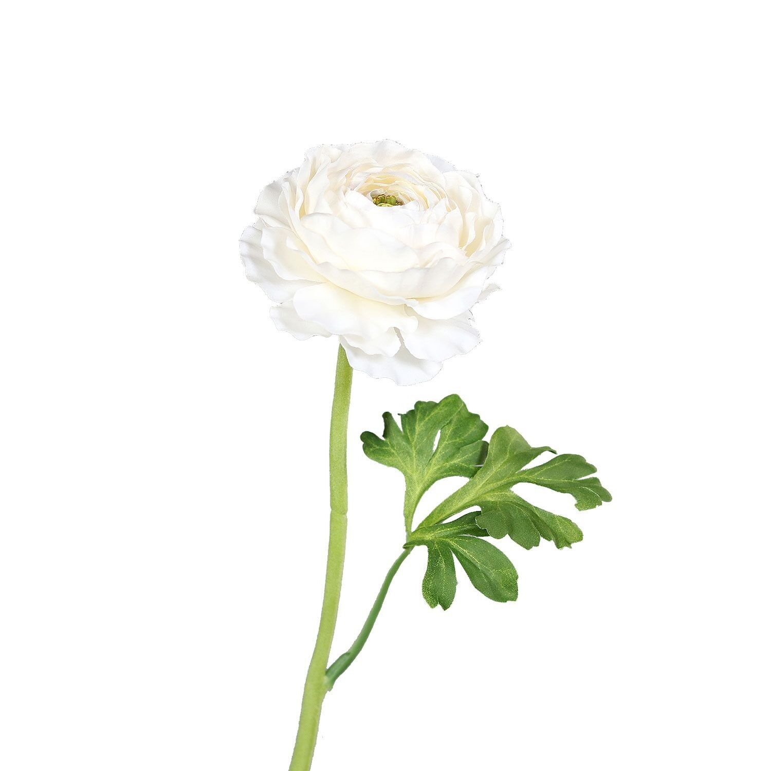 Ranunkel Dunia, H44cm, weiß