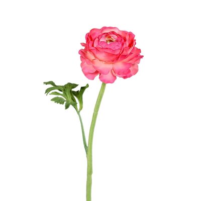 Ranunculus Dunia, H44cm, pink