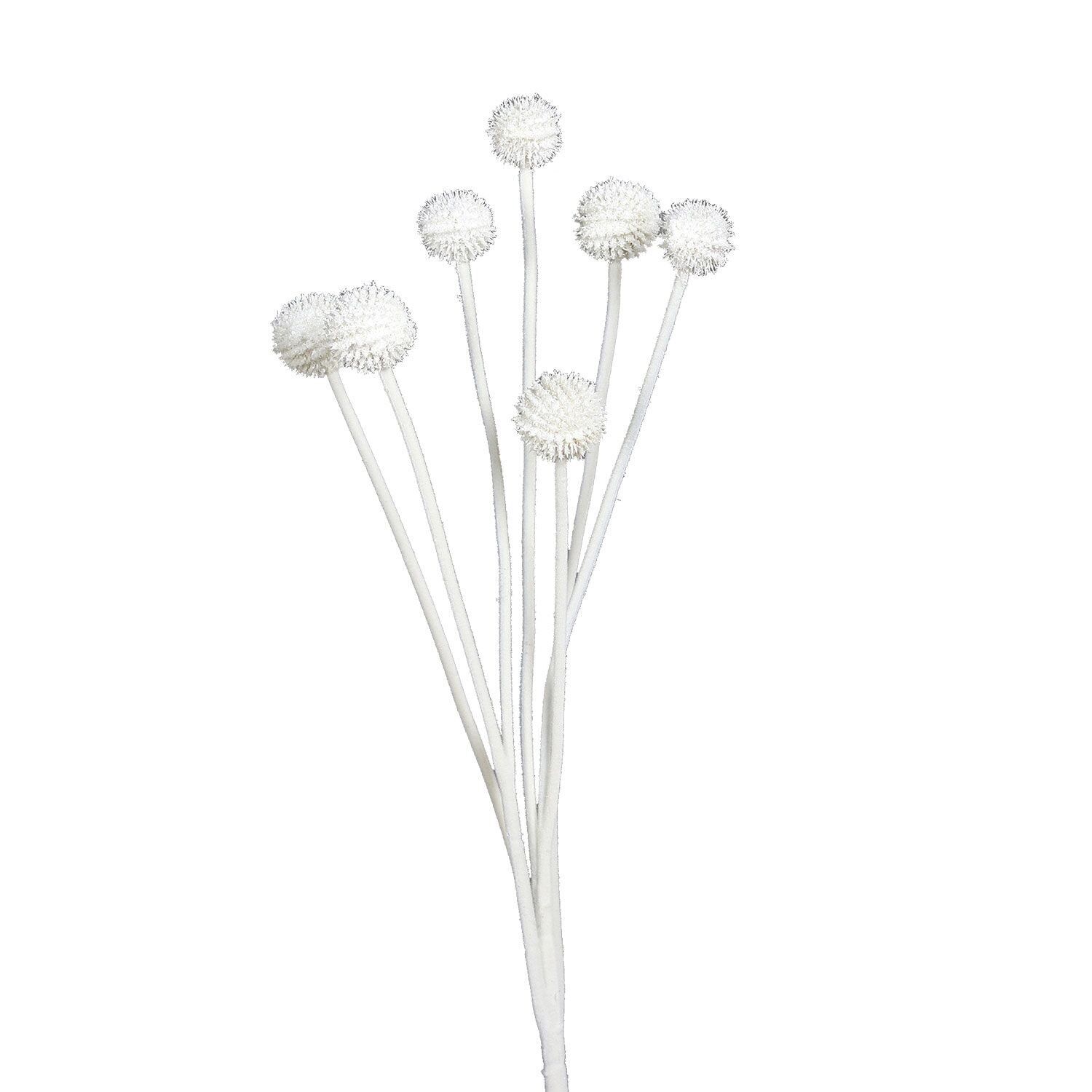 Ramo di Craspedia Idra, H59cm, bianco