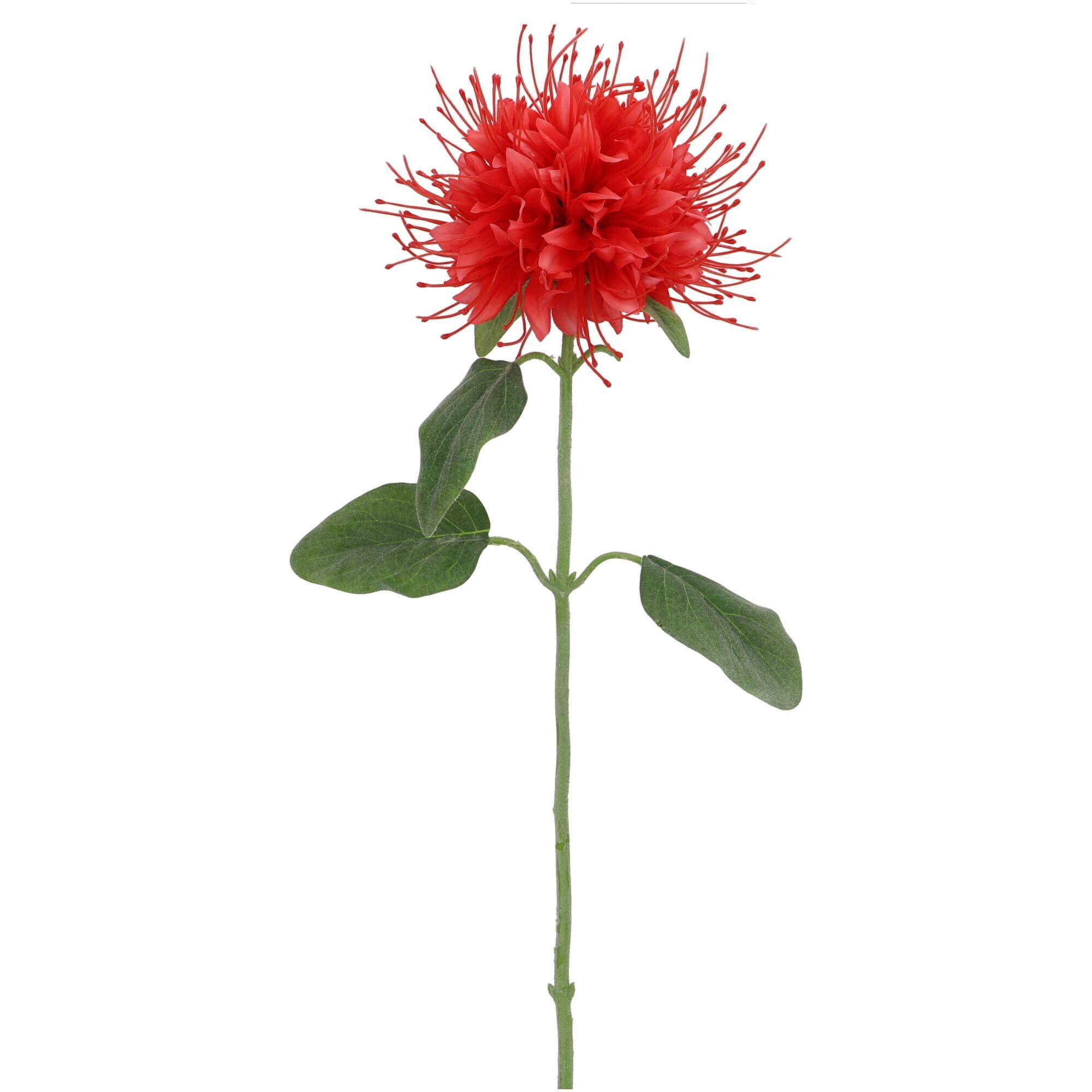 Monarda Fanci, 1 Blüte, L73cm, korall