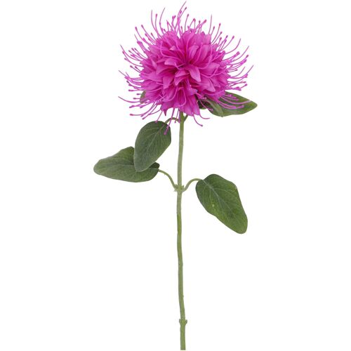Monarda Fanci, 1 Blüte, L73cm, fuchsia
