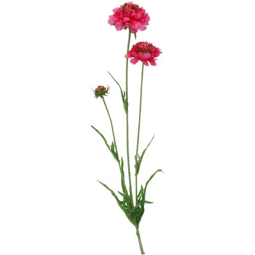 Scabiosa Ruth, 2 Blüten, 1 Knospe, L66cm, pink
