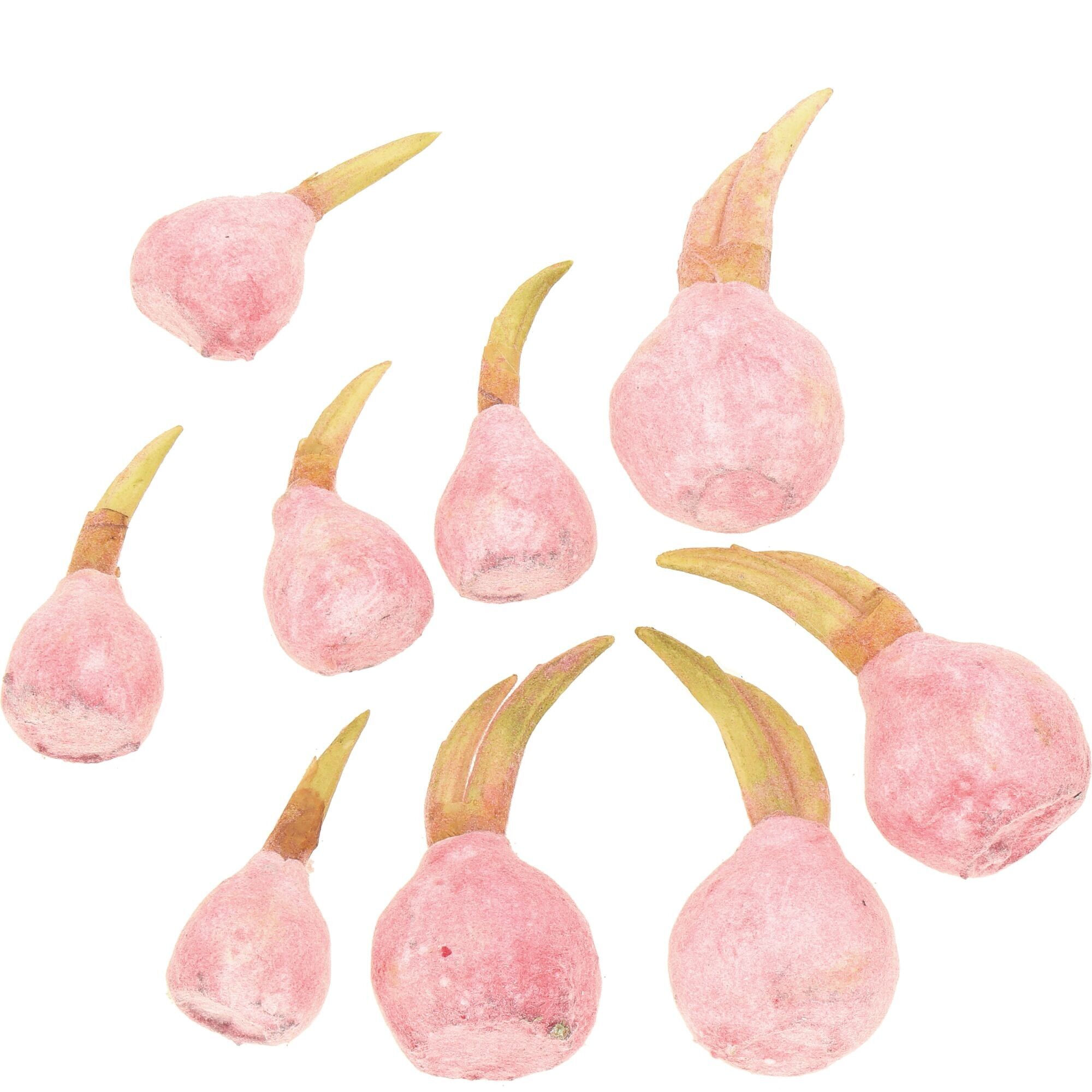 Cipolle Fibi, 9 cipolle, 4x 9,5 cm, 5x 6,5 cm, fiocco rosa
