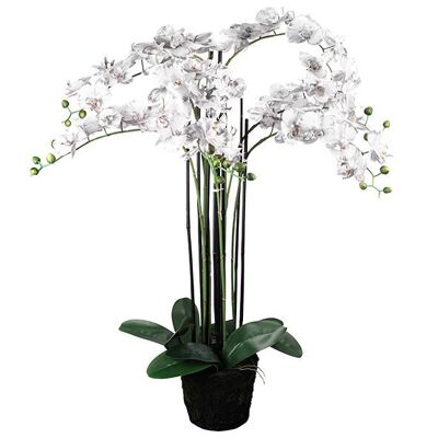 Pianta Phalaenopsis Viana senza vaso, 8 rami con 7-11 fiori, H110cm, fiore D9-10cm, bianco