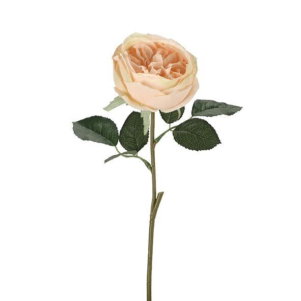 Rose Marlies, 1 Blüte, L38cm, D10cm, apricot