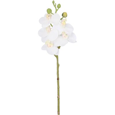 Ramo di orchidea Wibe, 5 fiori, 3 boccioli, L34 cm, bianco