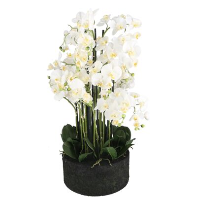 Planta Phalaenopsis Viola, 19 ramas, D38cm, H90cm, blanco