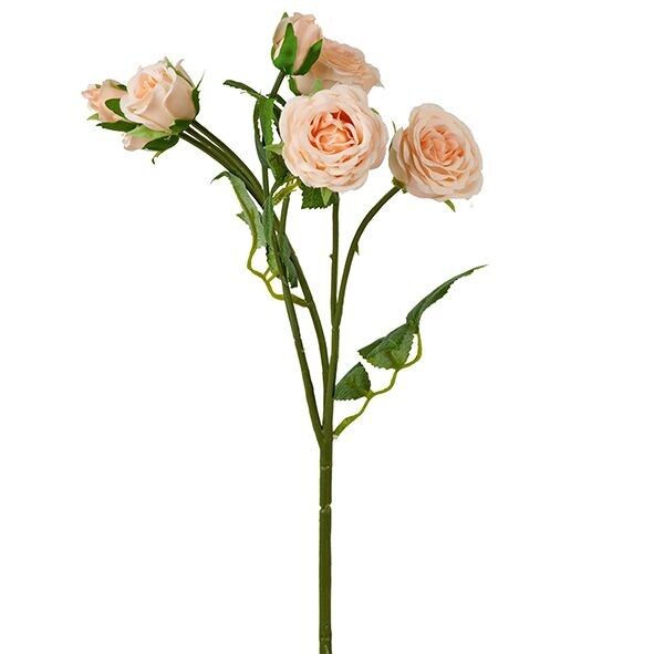 Ramo di rosa Marlies, 4 fiori, 3 boccioli, L47 cm, albicocca