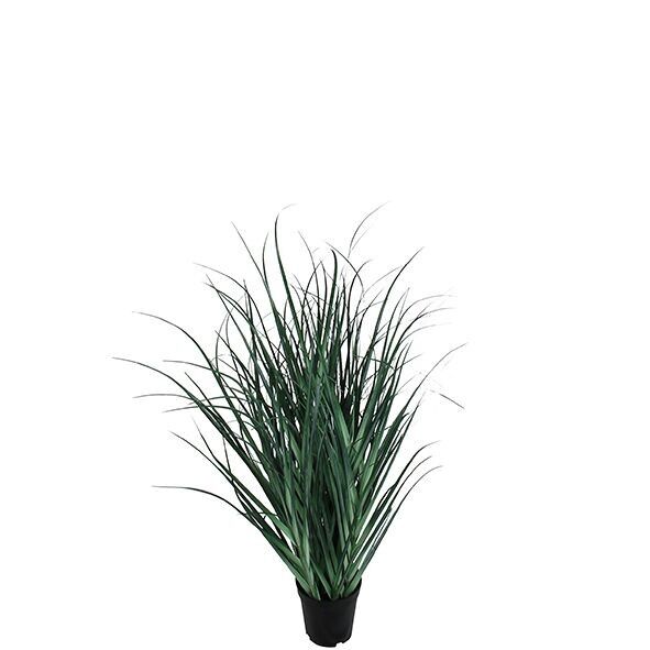 Switchgrass de la Barbade en pot, H95cm, vert