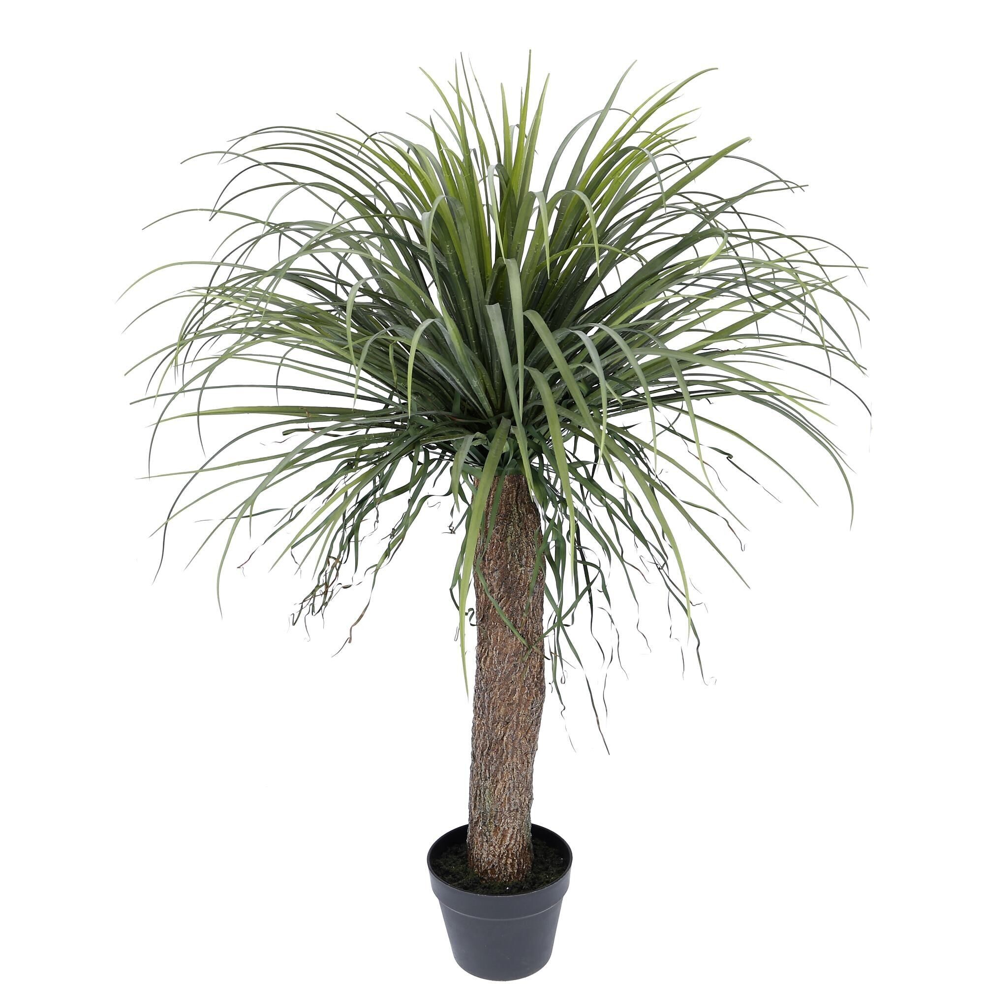 Elefantenfuß getopft, H97cm, grün