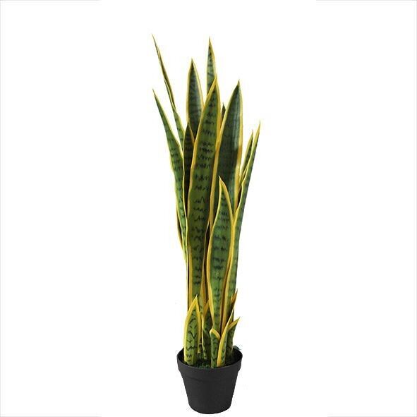 Sanseveria in vaso, H90cm, giallo/verde