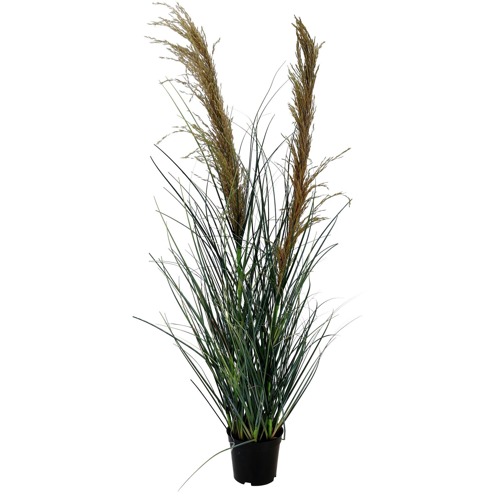 Gras Pampas getopft, H72cm, grün