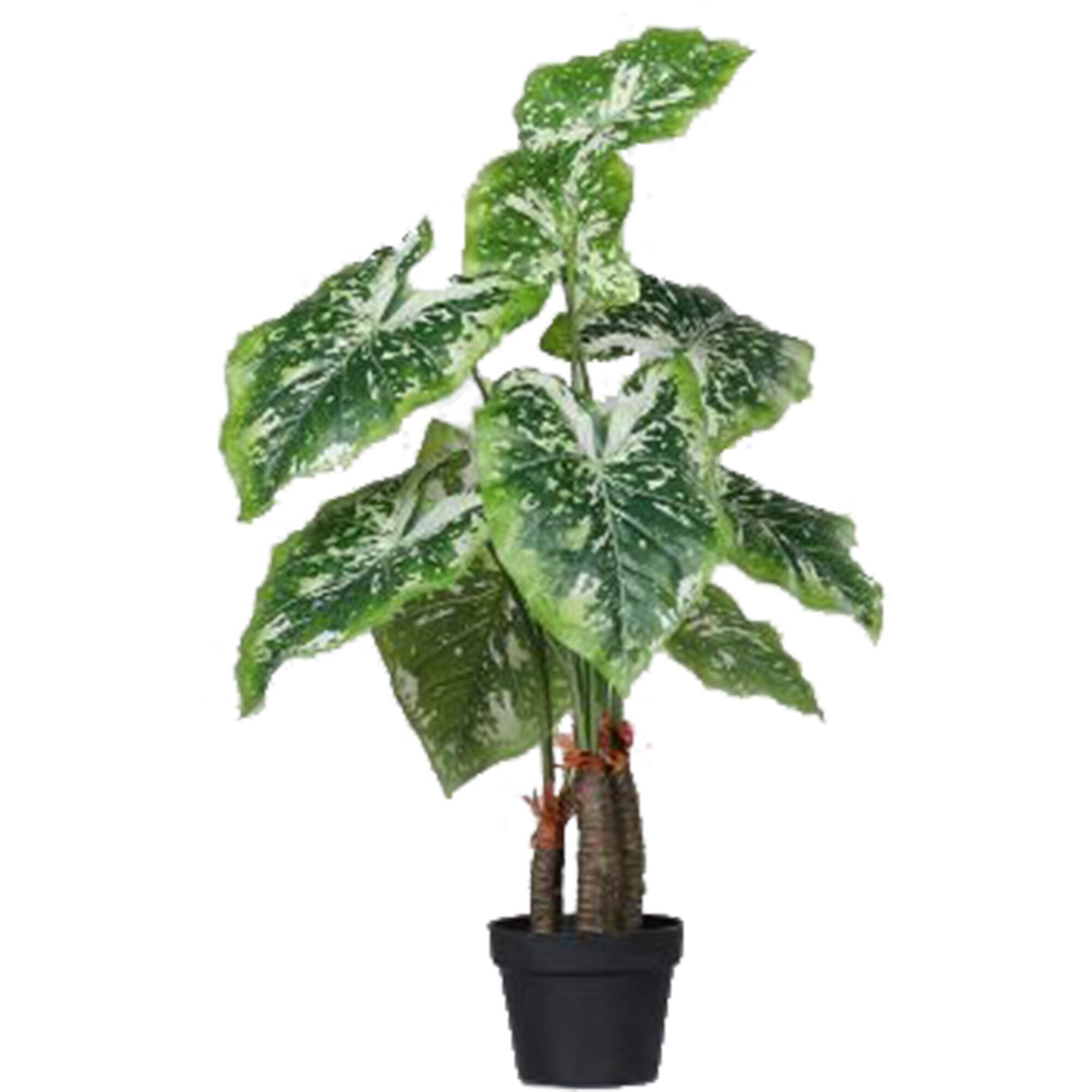 Filodendro Fibi in vaso, H85cm, verde