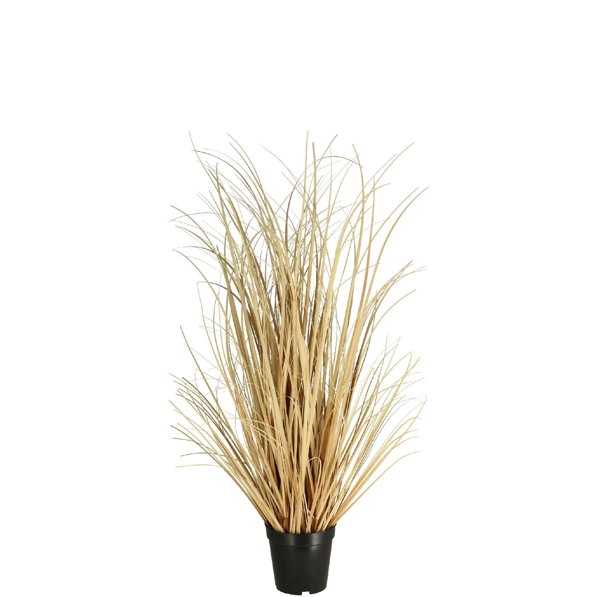 Gras Boho getopft, H122cm, dry look