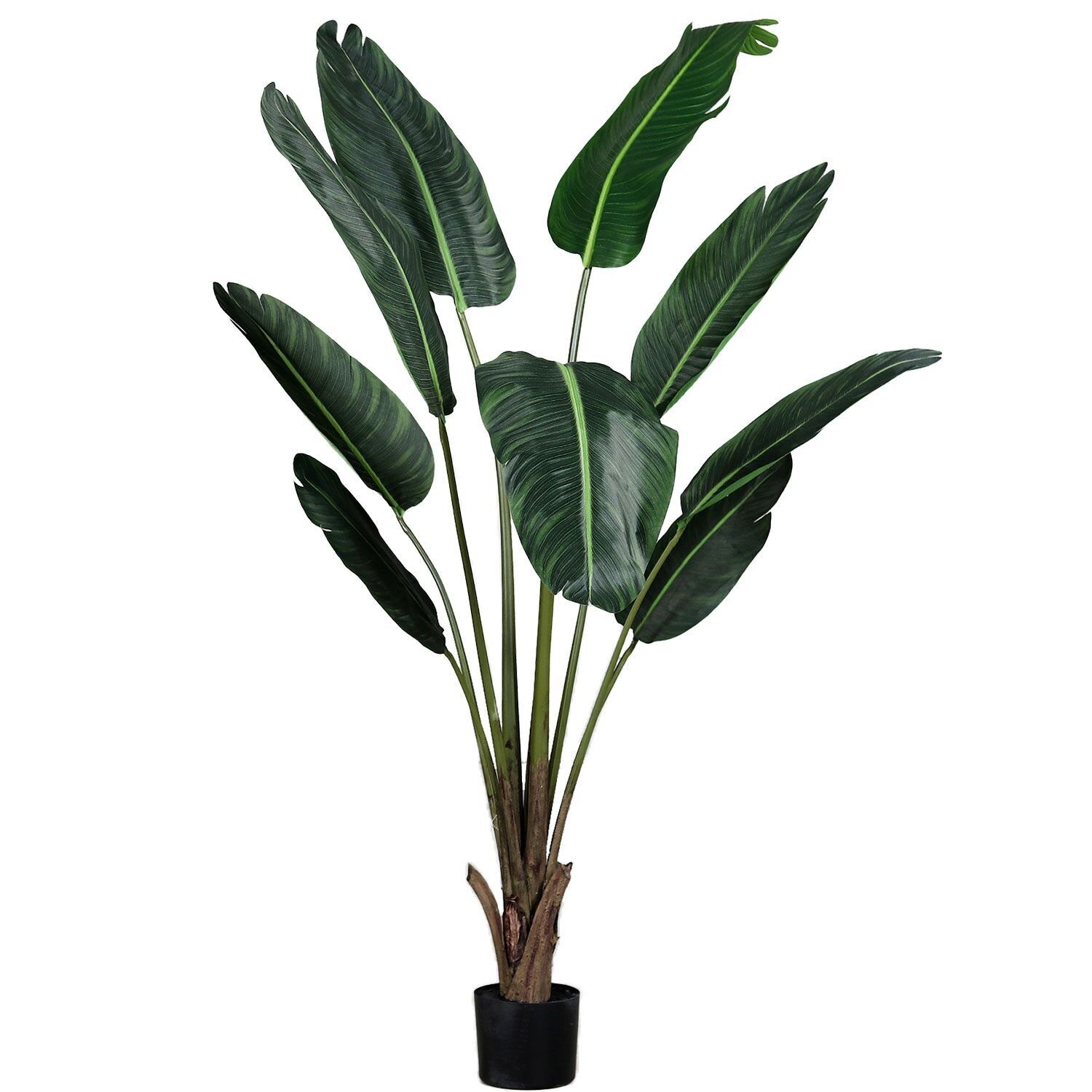 Strelitzia Nicolai in vaso, H155cm, verde