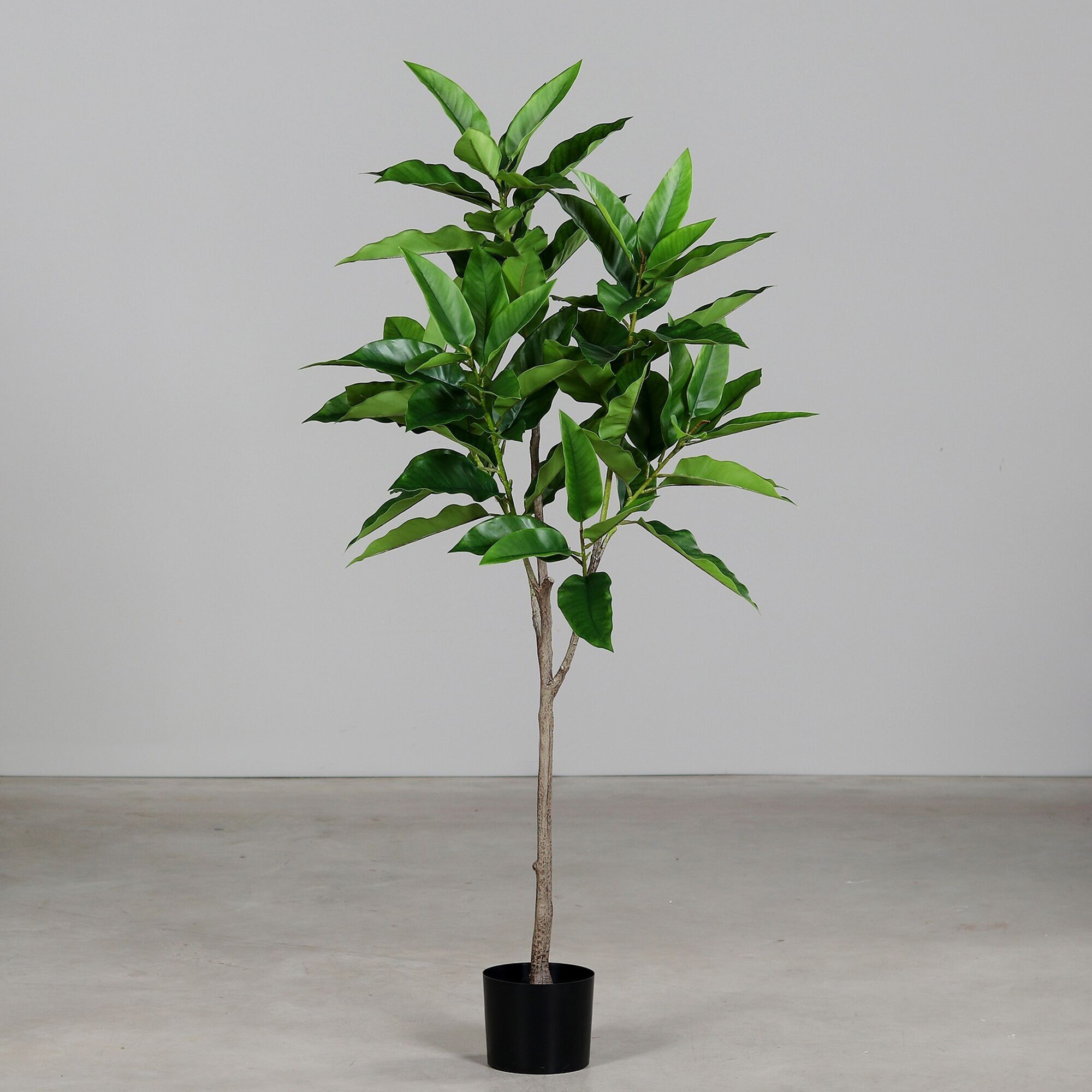 Champaka in vaso, H150 cm, verde