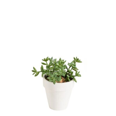 Crassula suculenta en maceta