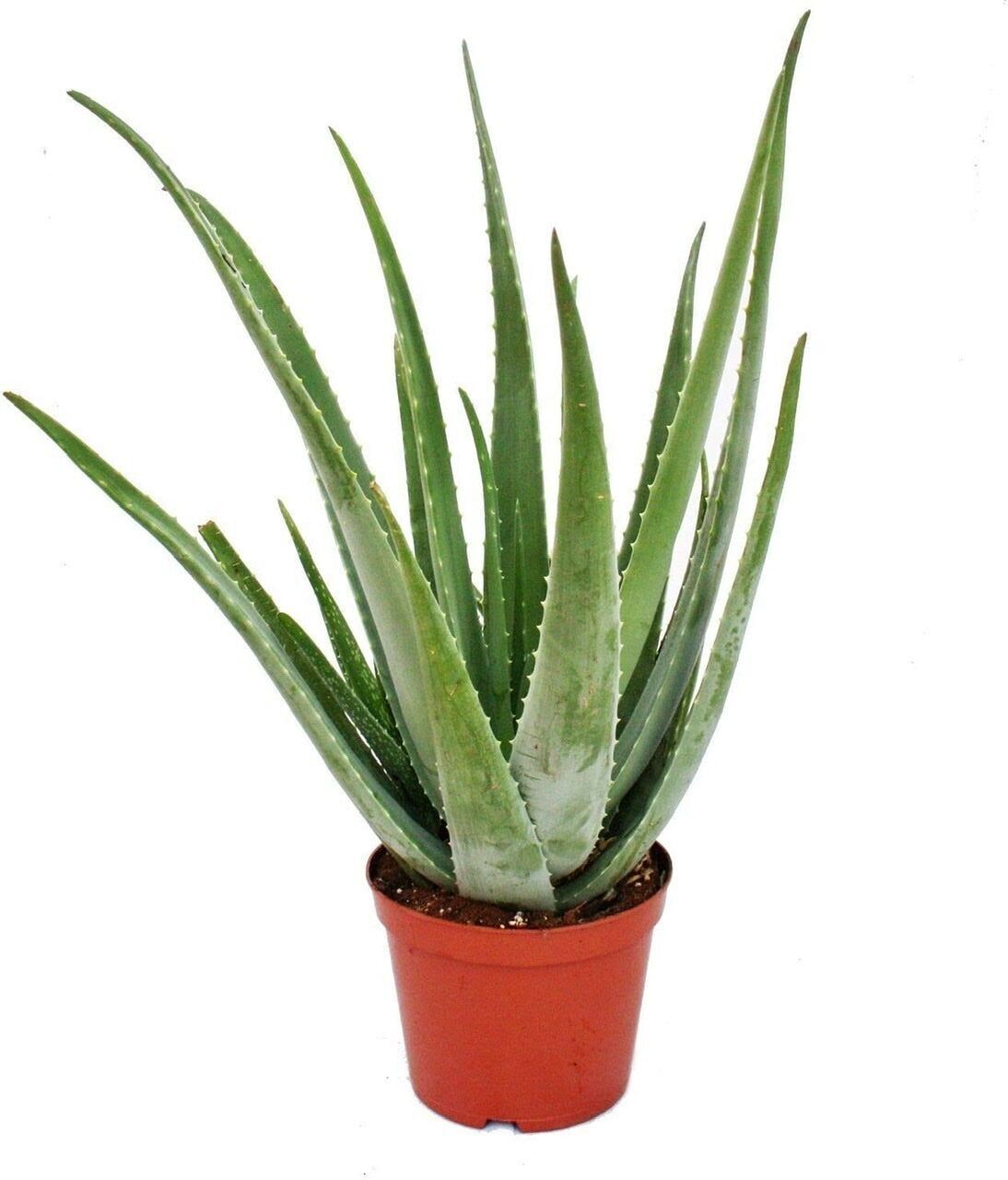Aloe vera - Vert clair