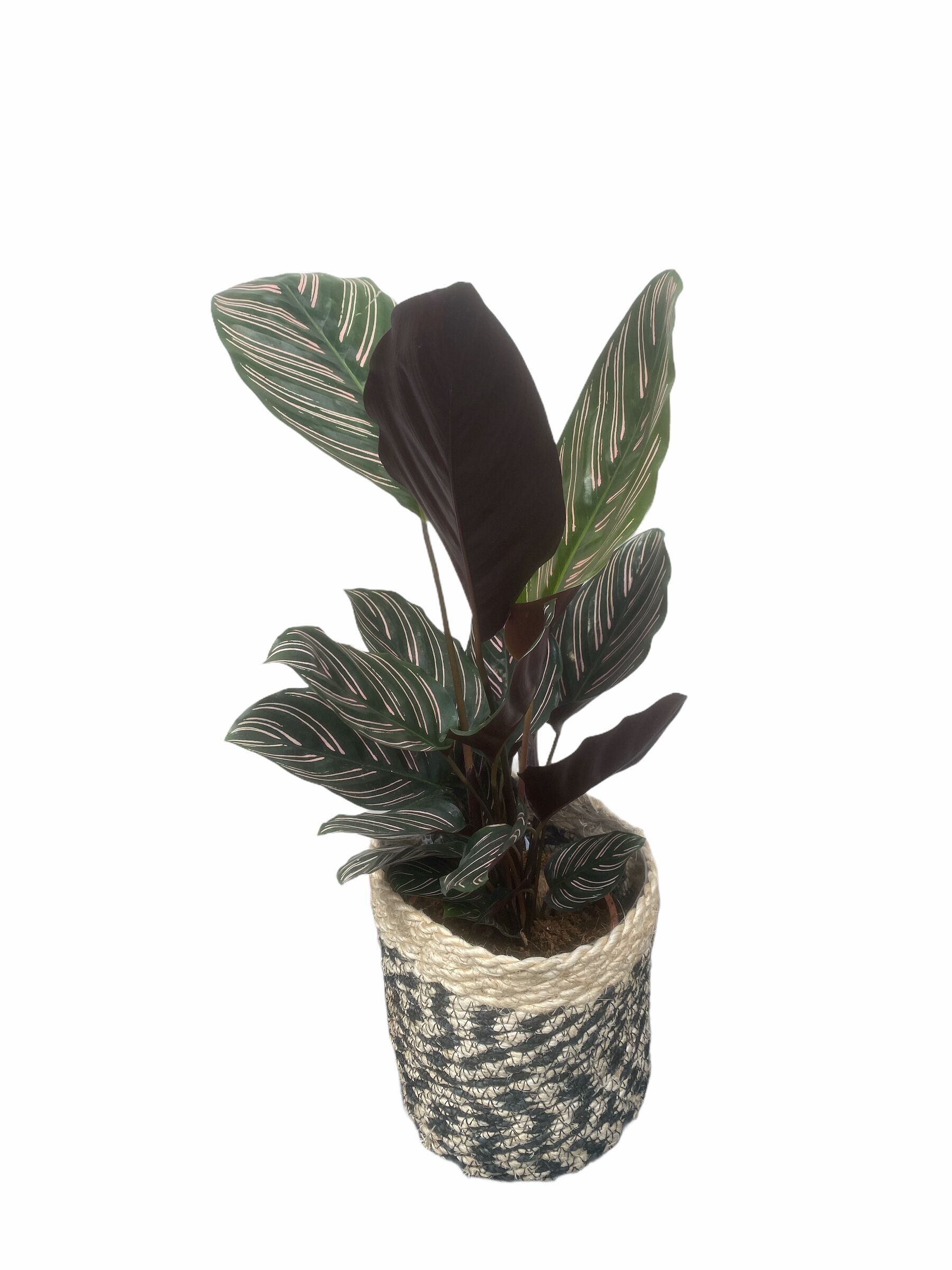 Calathea Ornata - S