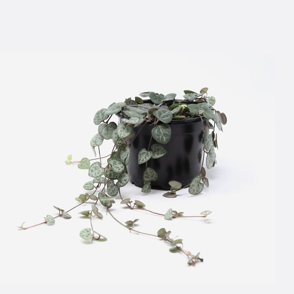 Ceropegia Woodii - Collier de coeurs