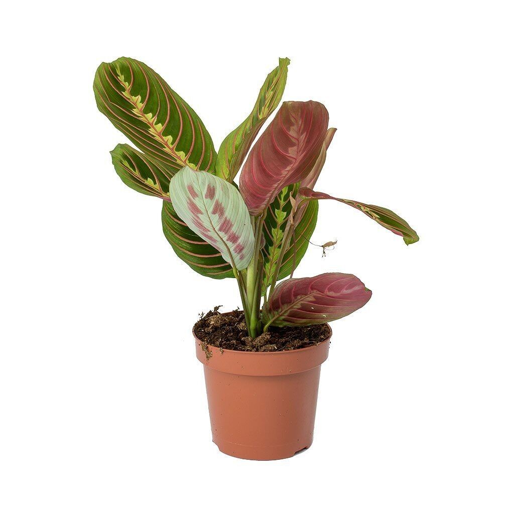 Maranta
