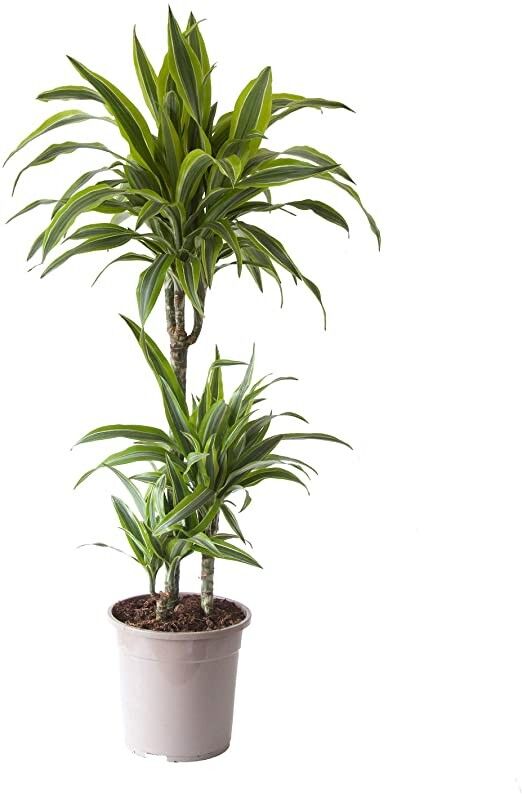 Dracaena
