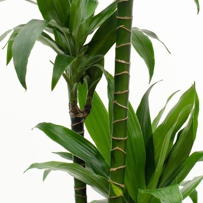 Dracaena - Vert foncé