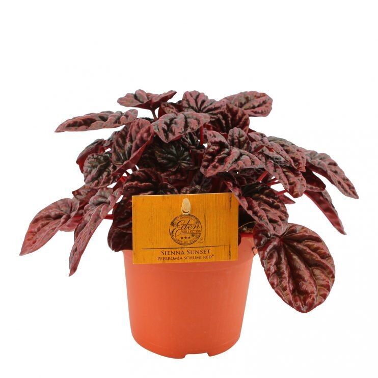 Pepperomia Schumi Rouge