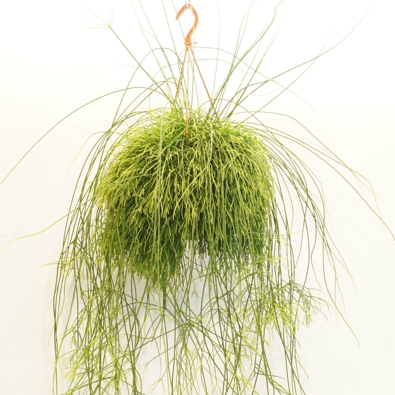 Rhipsalis de grande taille