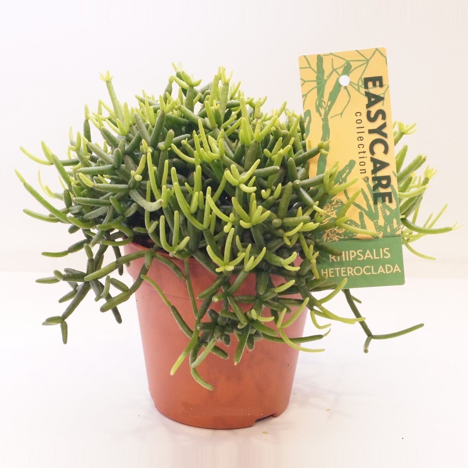 Rhipsalis Heteroclada - Petit