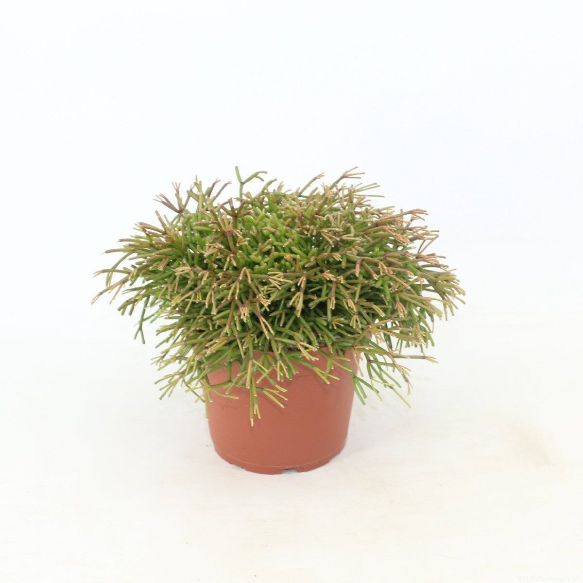 Rhipsalis Clavata - Petit