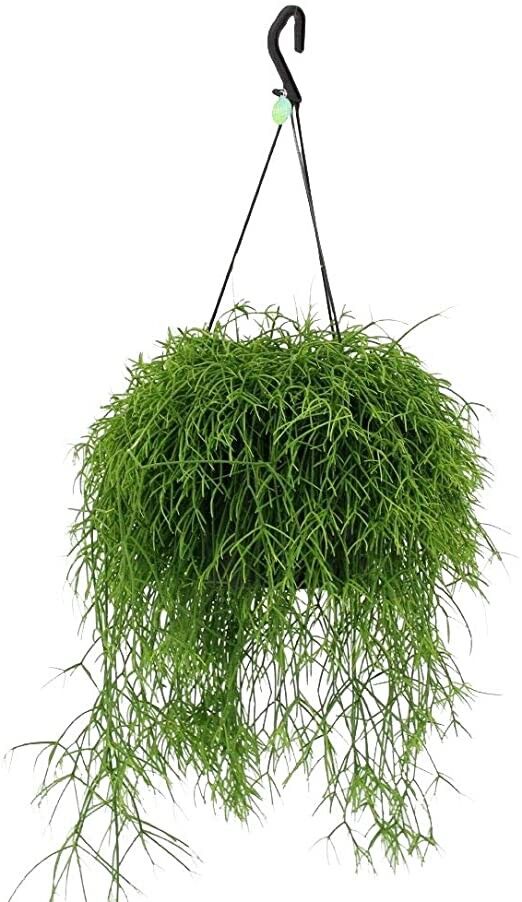 Rhipsalis - Petite plante suspendue