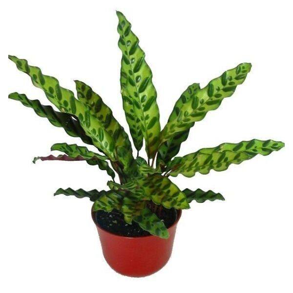 Calathea Insignis - Serpent à sonnette