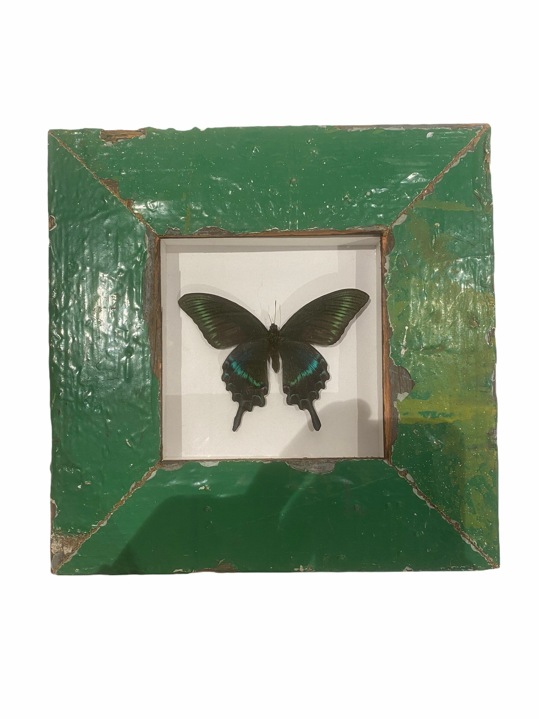 Papillon dans un cadre vert