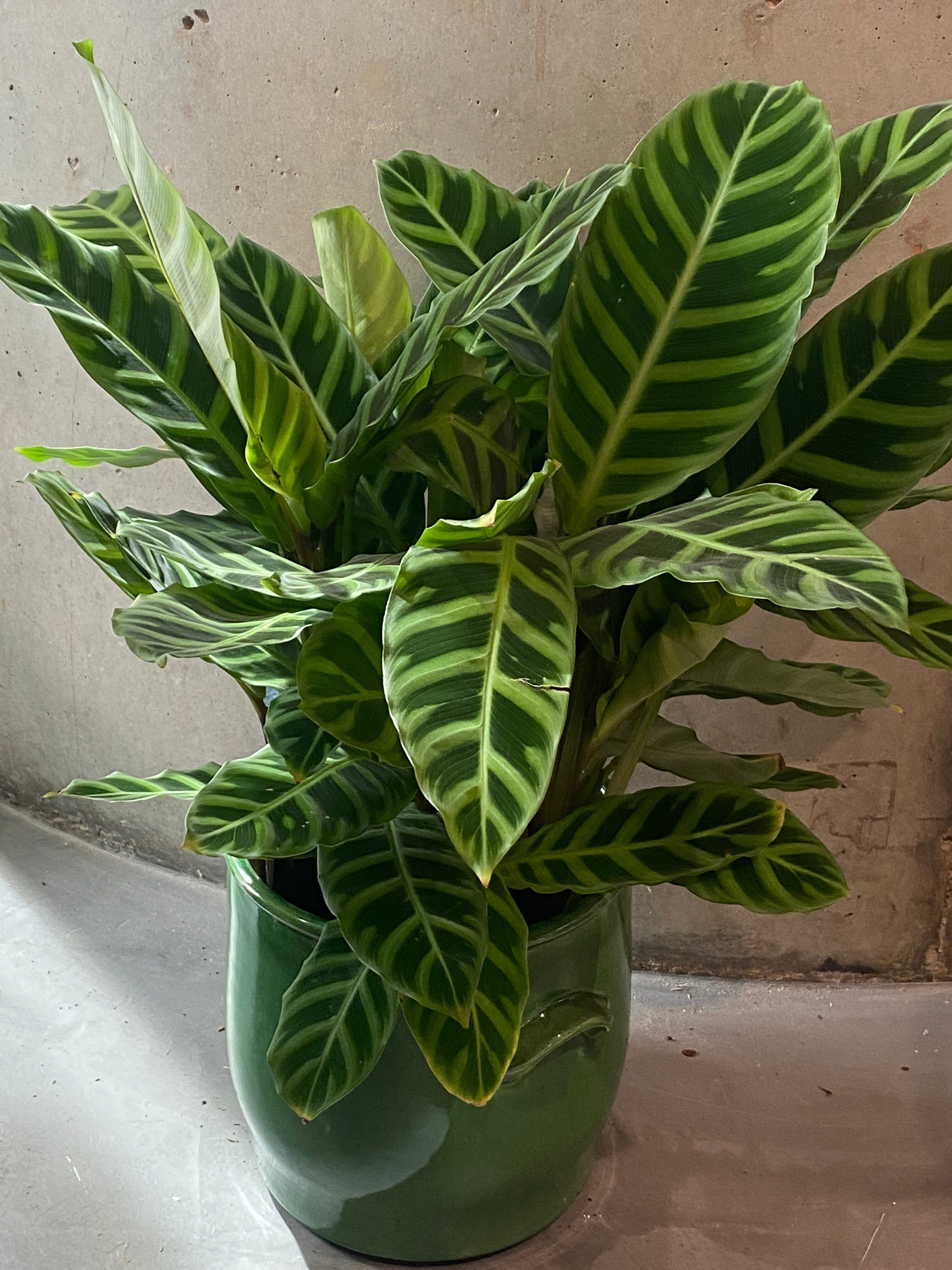 Plante de prière Calethea