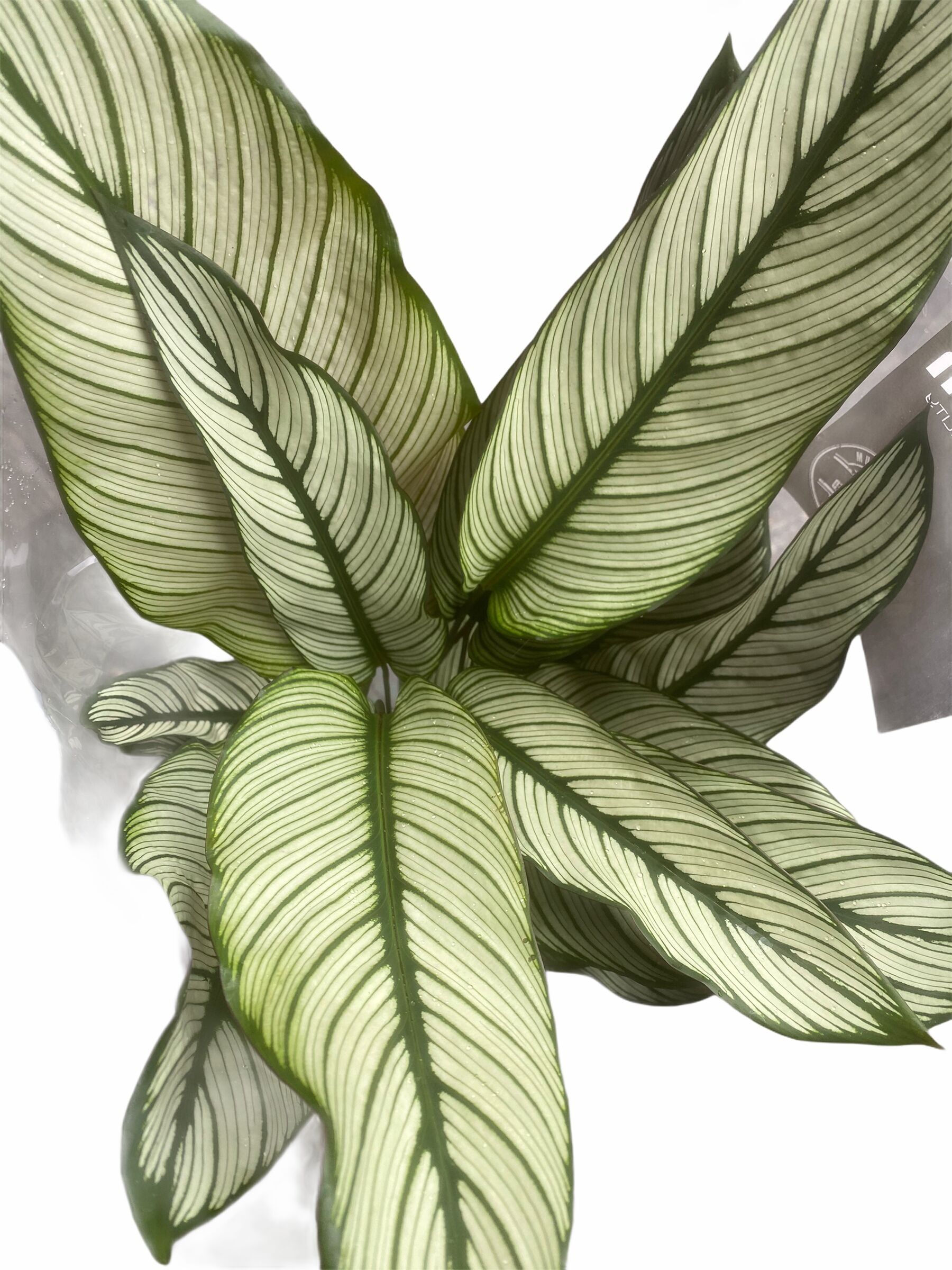 Plante de prière Calethea