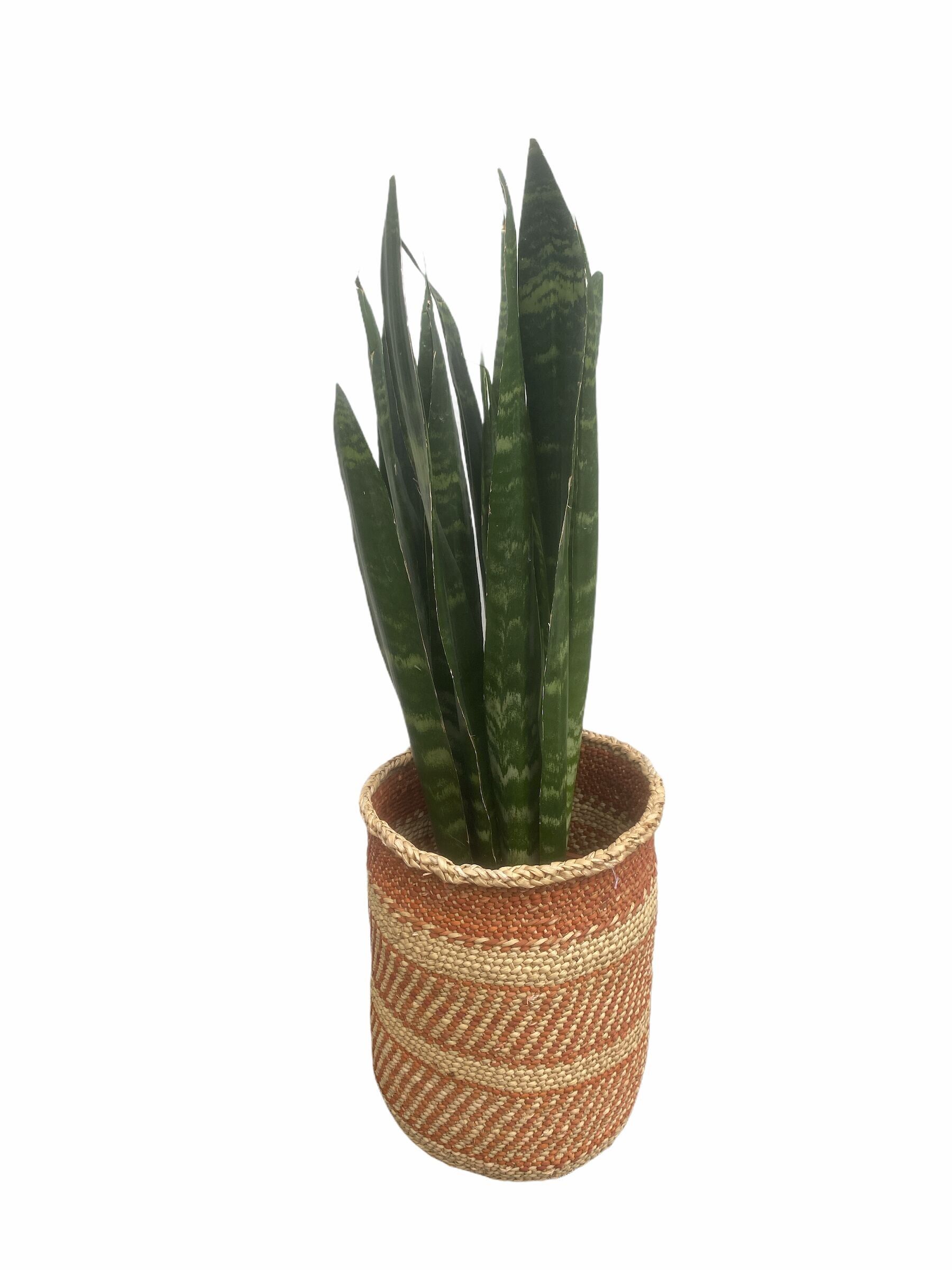 Sansevieria - vert foncé
