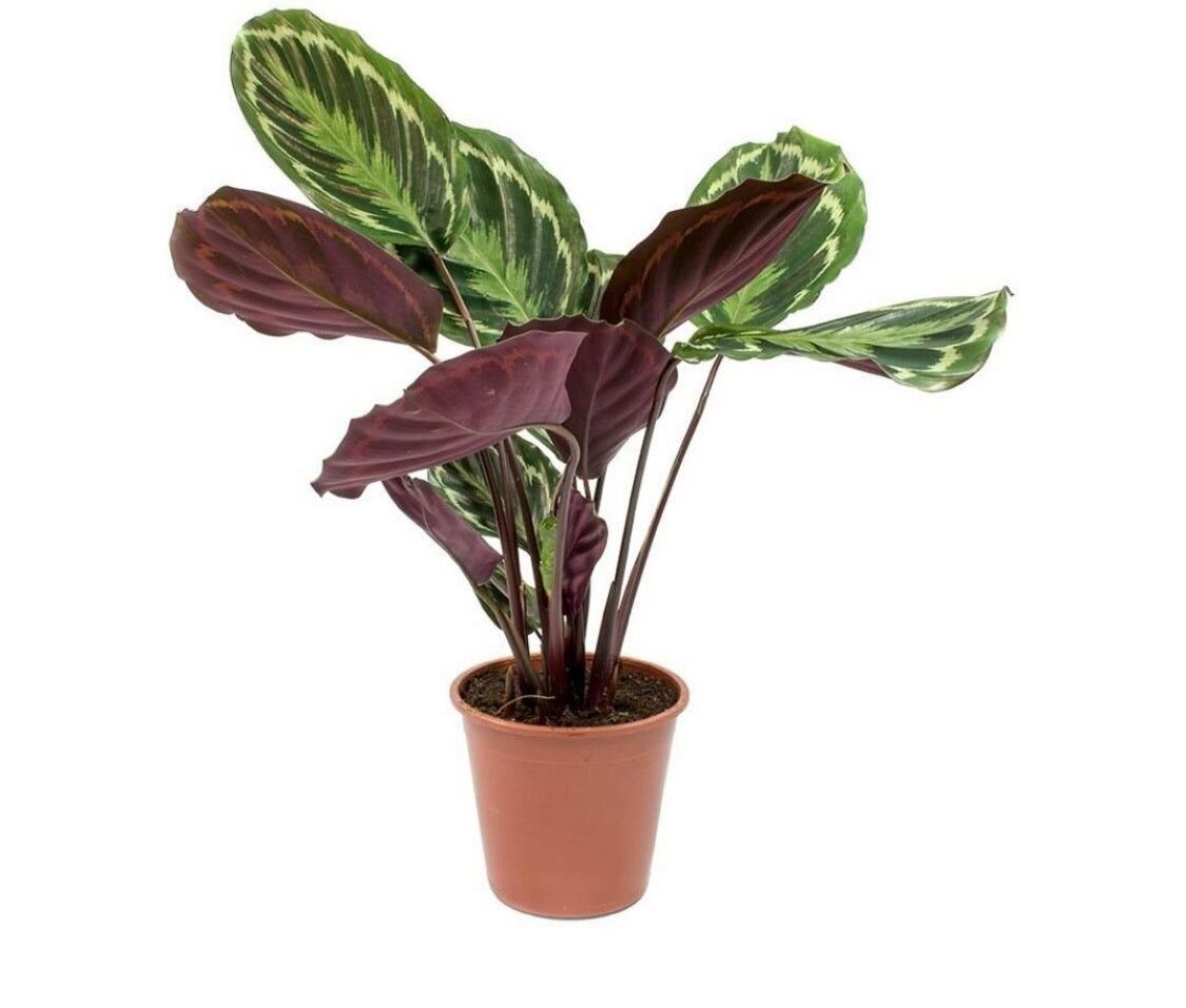 Médaillon Calathea