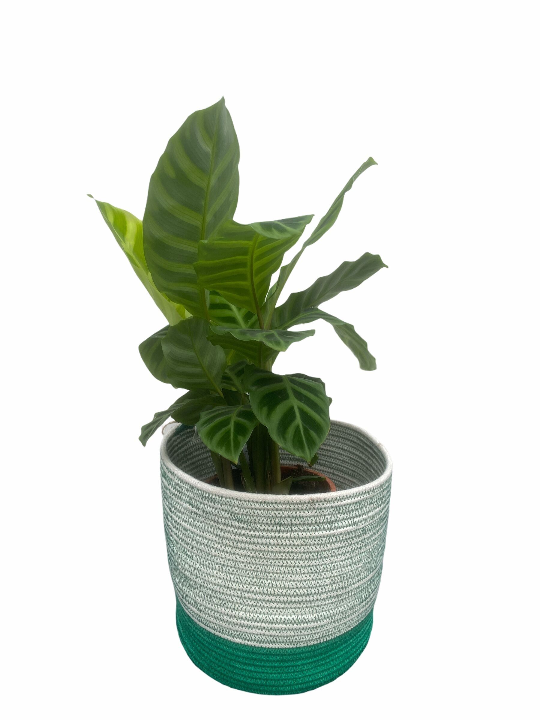 Calathéa - Zébrine