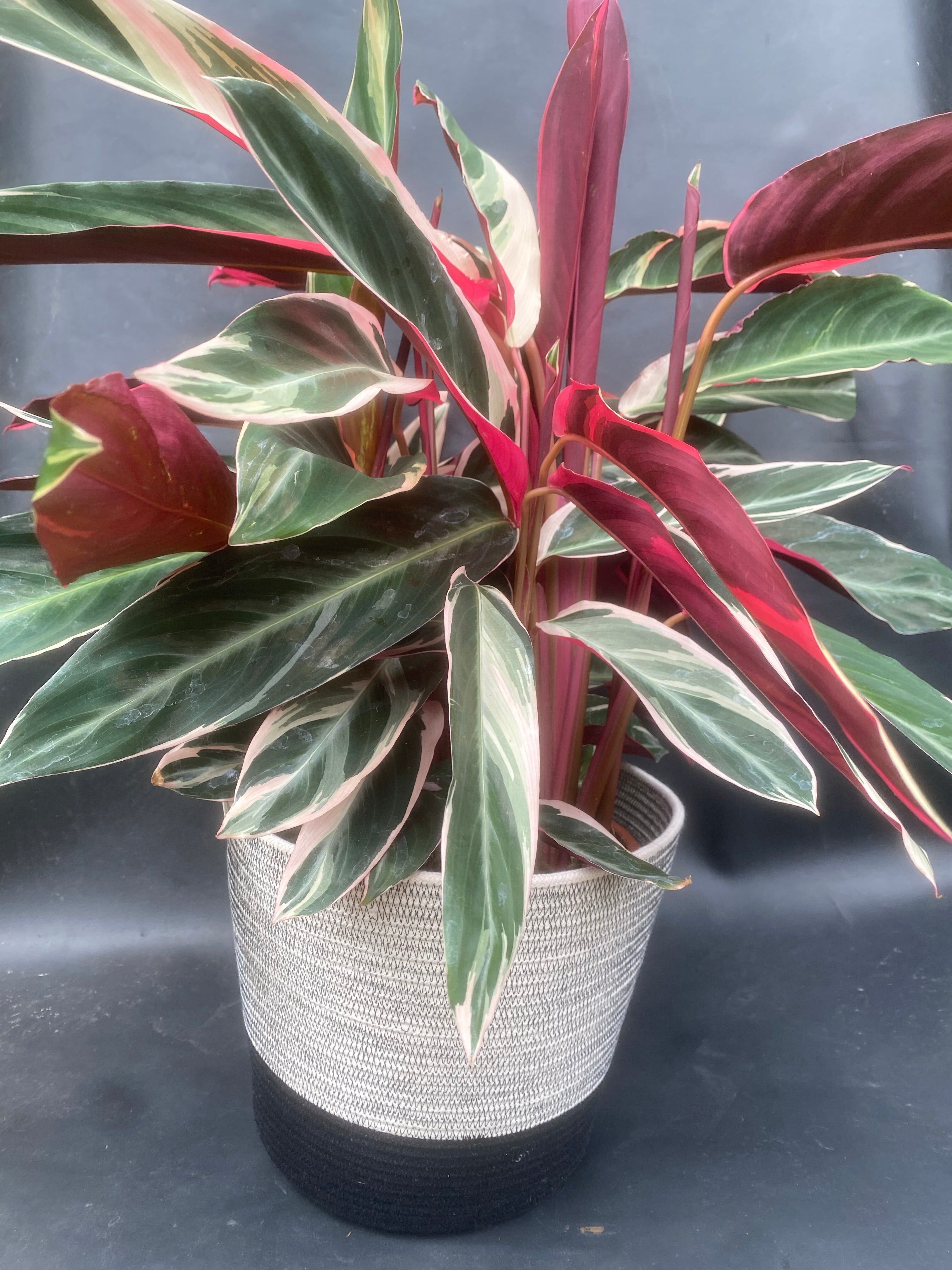 Calathea Stromanthe Triostar - L
