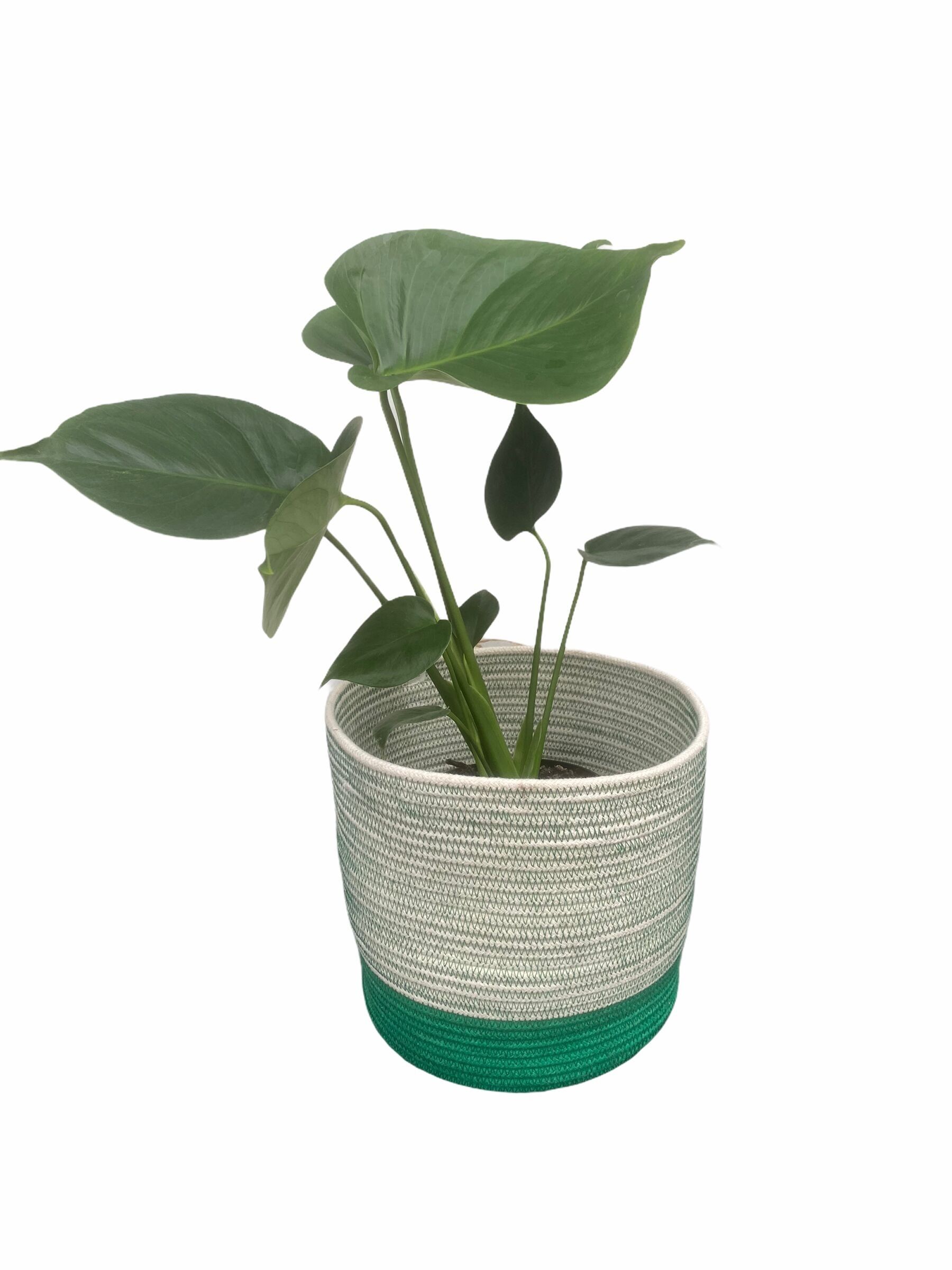 Monstera - 14cm