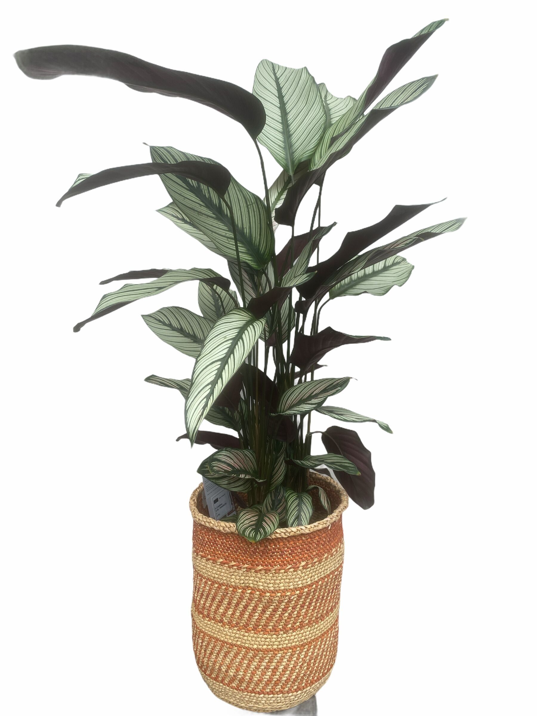 Calathea makoyana