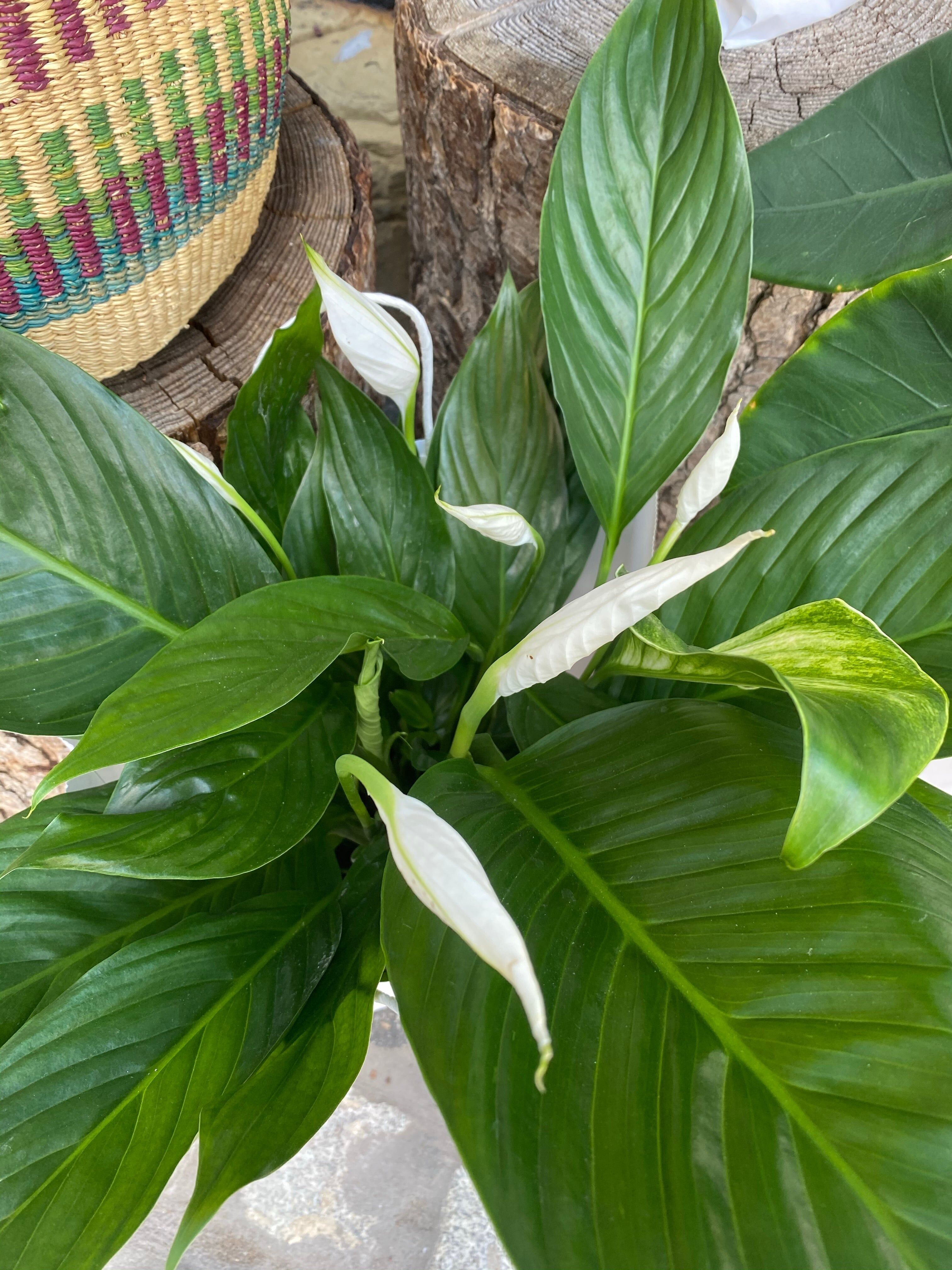Lirio de la paz (Spathiphyllum)