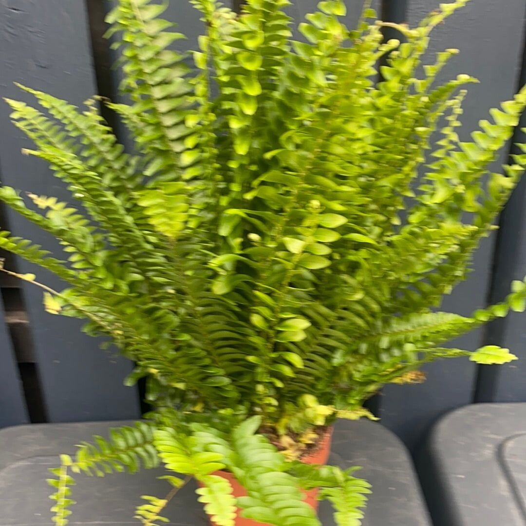 Boston Ferns 12cm x 40cm