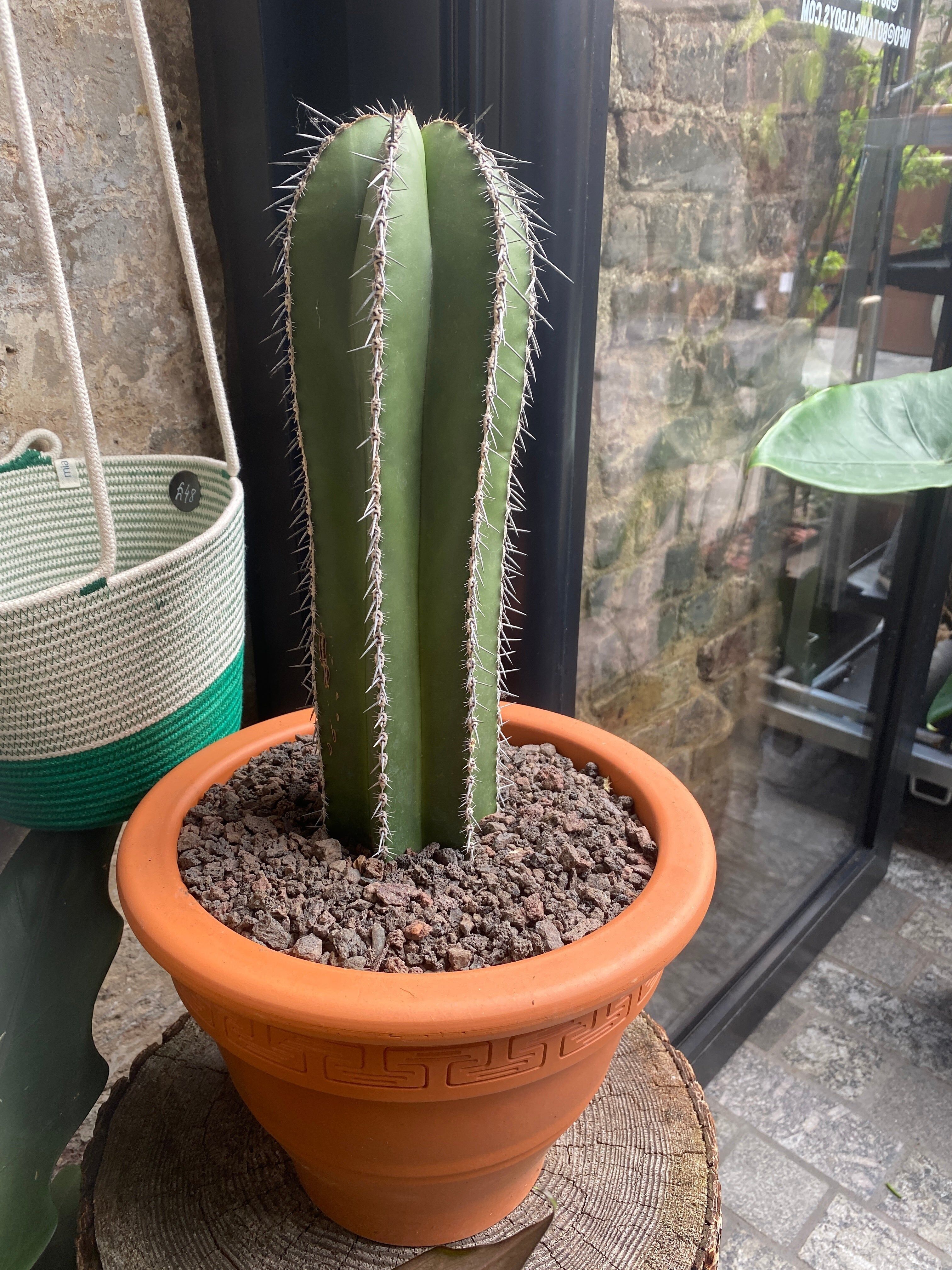 Cactus Cereus