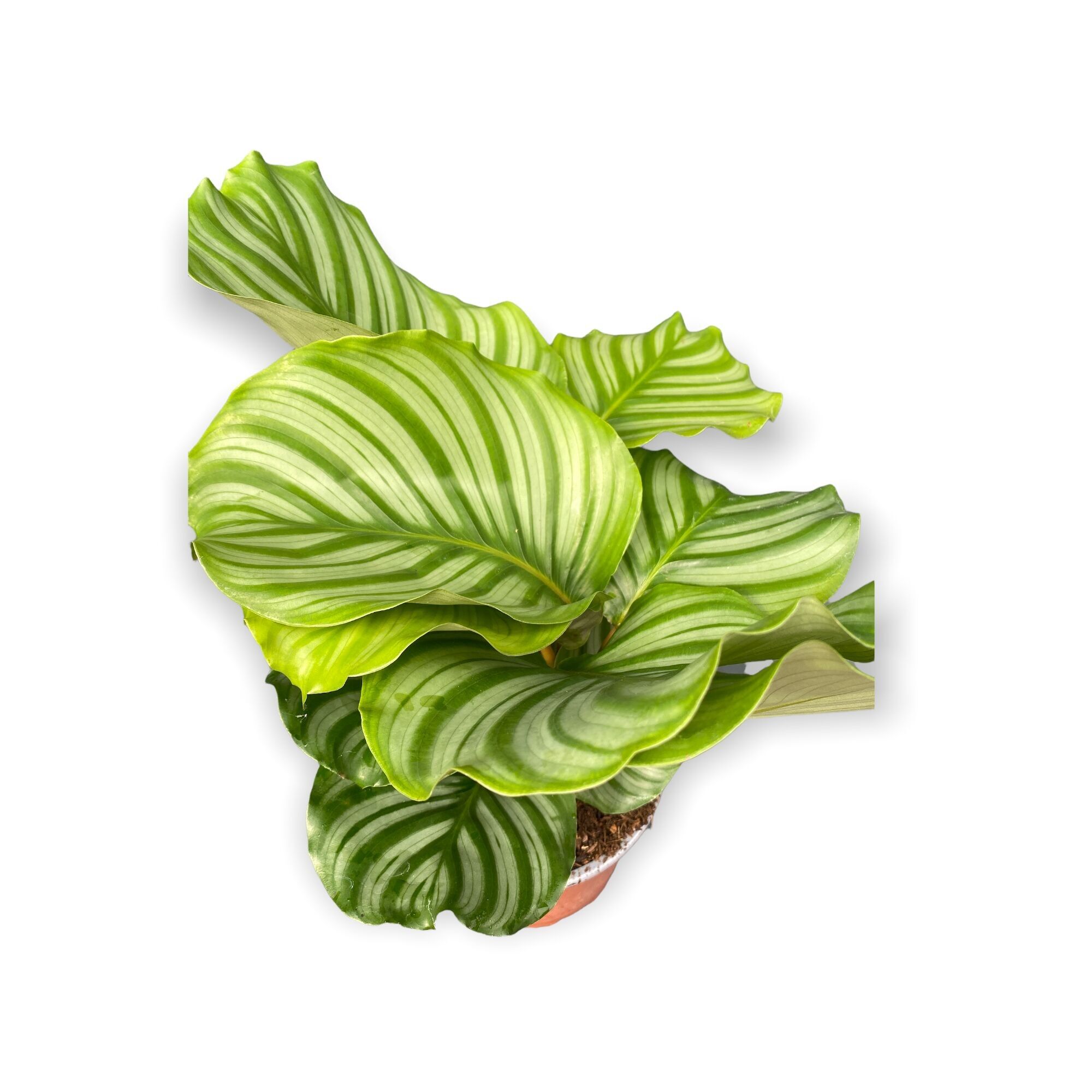 Planta Calathea Orbifolia