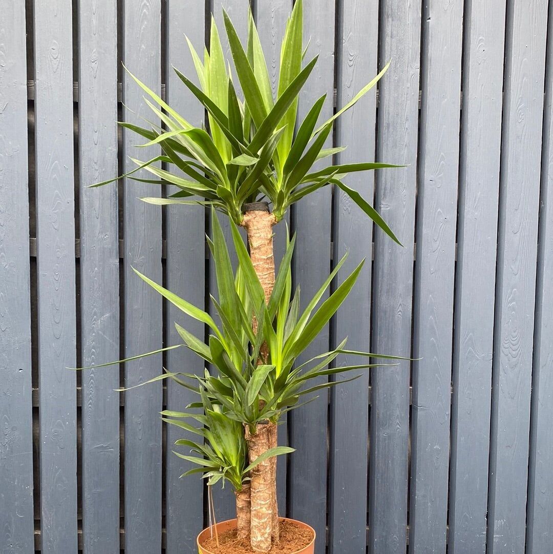 Árbol de Yuca 120-130cm