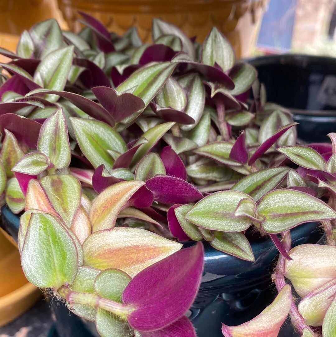 Tradescantia 12cm